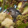 Lalocnatka mala - Anthochaera chrysoptera - Little Wattlebird o6166